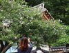 Oldest rose of Sharon tree in S. Korea