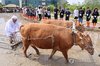 Bull-powered rice paddy tilling