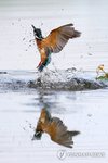 Common kingfisher's hunt