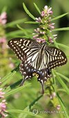 Swallowtail butterfly