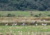 White-naped cranes' arrival
