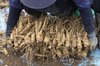 Harvesting Korean ginseng