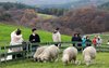 Sheep on Daegwallyeong