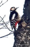 Five-colored woodpecker