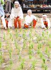 Rice planting