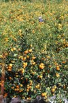 Ripening tangerines