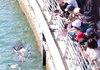 People gather to see shark in Busan