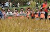 Children experience rice harvesting