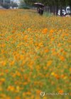 Visitors stroll through a field of yellow cosmos at a park in the southeastern port city of Busan on Aug. 5, 2026, two days ahead of "ipchu," one of the 24 seasonal divisions of the year that marks the onset of autumn. (Yonhap) (END)
