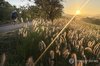 Swamp foxtail grasses shine beautifully along the Geum River in the central city of Sejong on Sept. 8, 2026, amid cool autumn weather. The plant is often dubbed the "feast of autumn." (Yonhap) (END)