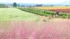 Visitors stroll through a field of pink muhly grass and buckwheat flowers at a farm on the southern resort island of Jeju on Oct. 11, 2026. (Yonhap) (END)