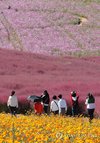 Visitors stroll through a field of pink muhly grass and cosmos at a farm in Anseong, south of Seoul, on Oct. 7, 2026, as South Korea experiences autumn weather. (Yonhap) (END)