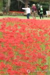 People stroll along a field of red spider lilies at a park in Jeju on South Korea's largest island of the same name on Sept. 28, 2026. (Yonhap) (END)