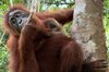 An adult female orangutan was carrying a baby