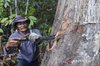 peeling the bark of a frankincense tree 