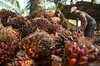 oil palm fresh fruit bunches