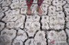 farmer show the condition of their rice fields affected by drought