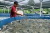 Feeding nearly harvest-ready catfish