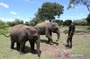 Sumatran elephants
