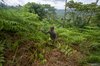  A forest farmer clears undergrowth on fire-scarred land