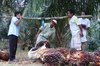  A farmer weighs fresh palm oil fruit bunches (TBS) at a plantation