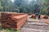 Officers find 60 cubic meters of processed timber at an illegal logging site