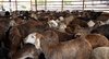 Madinah Livestock Markets, Slaughterhouses See Surge in Eid Al-Adha Demand