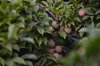 Taif’s Al-Shafa Captivates Visitors with Scenic Peaks and Fruit Orchards