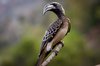 African Grey Hornbill Highlights Jazan Region’s Rich Biodiversity
