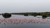 Flamingos and Mangroves Form Vibrant Ecological Partnership on Jazan's Coast