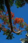 Over 18,000 Poinciana Trees Adorn Najran's Streets and Squares, Enhancing Quality of Life