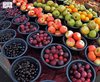 Aseer's Plum Harvest Drives Agricultural Tourism, Supports Local Economy