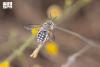 Wool Carder Bees Enhance Biodiversity in Northern Borders Region