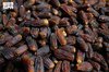 Madinah Region Ranks Third in Saudi Date Production at 344,000 Tons Annually