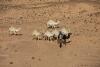 Arabian Horses and Camels Enrich Desert Tourism in Northern Borders Region