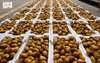 Rothana Dates Gain Strong Demand as Harvest Season Begins