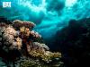 KAUST Leads First Global Assessment of Marine Ecosystems