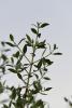 Madinah Henna: A Deep-Rooted Agricultural Heritage Driving Local Economic Growth