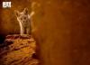 Red Fox Supports Ecological Balance at King Salman bin Abdulaziz Royal Reserve