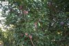 Tabuk’s 1.4 Million Almond Trees Anchor Rich Seasonal Fruit Harvest