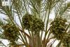 Qassim Dates Season Opens as First Varieties Ripen Across Region's Farms