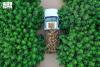 30 Fig Varieties, Over 100,000 Trees Support Agricultural Diversity in Qassim