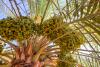 Qassim Welcomes Rutab Season as Dates Begin Changing Color
