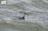 King Abdulaziz Royal Reserve Records First Sighting of Red Phalarope