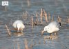 Nine Rare Migratory Bird Species Recorded for First Time in King Abdulaziz Royal Reserve