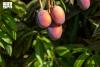 AlUla Summer Fruits Season Launches as Part of 'Khayrat AlUla'