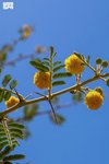 Acacia nilotica Blossom Season in Najran Supports Environment, Beekeepers