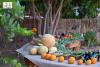 AlUla Summer Fruit Season Boosts Local Economy, Empowers Farmers