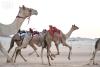 AlUla Hosts Summer Camel Races