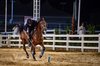 Taif Horse Stables Offer Visitors Authentic Equestrian Experience